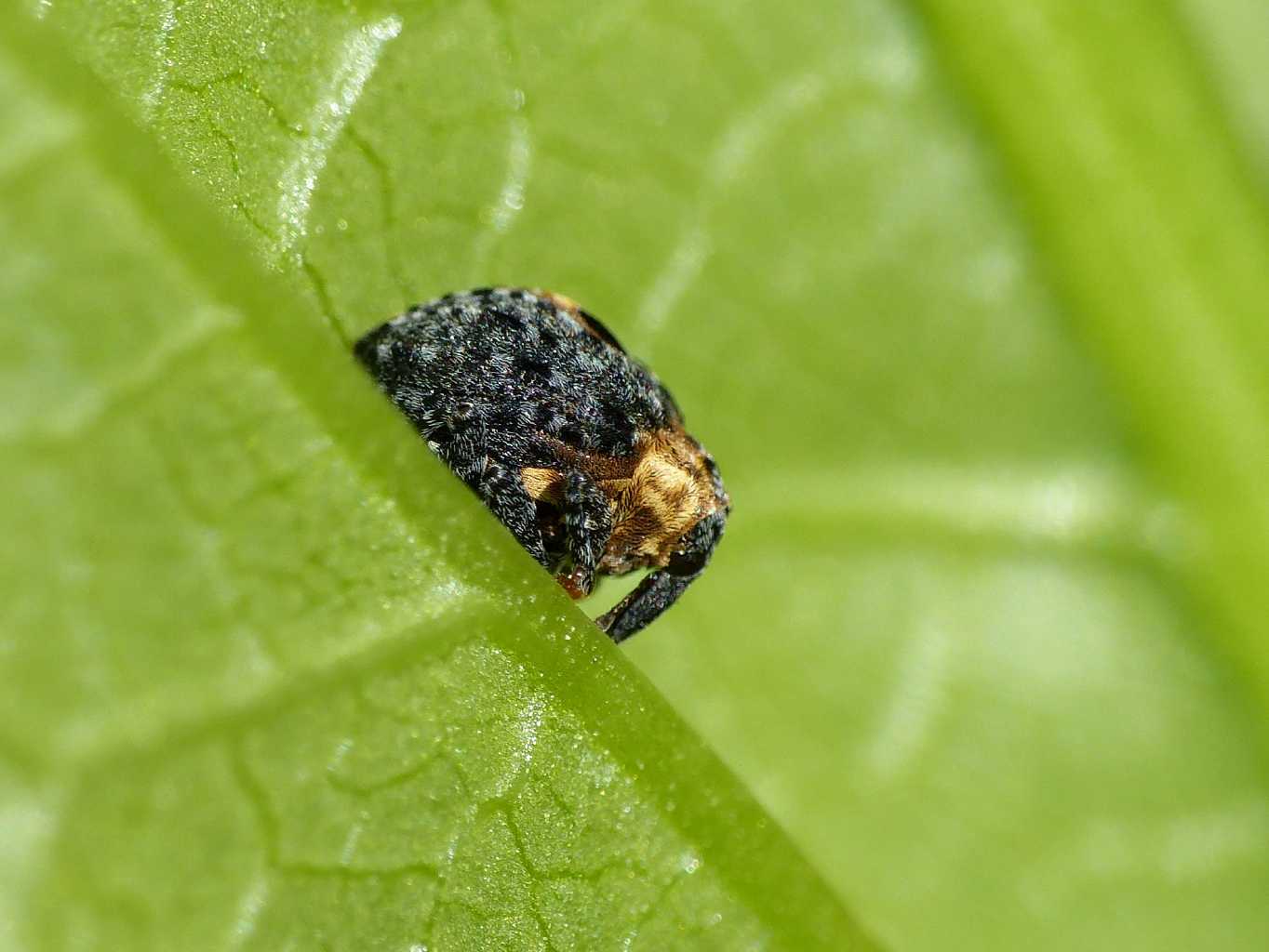 Simpatico Curculionidae vellutato: Cionus tuberculosus